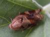 Archips xylosteana